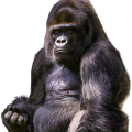 gorilla-1596803_1920